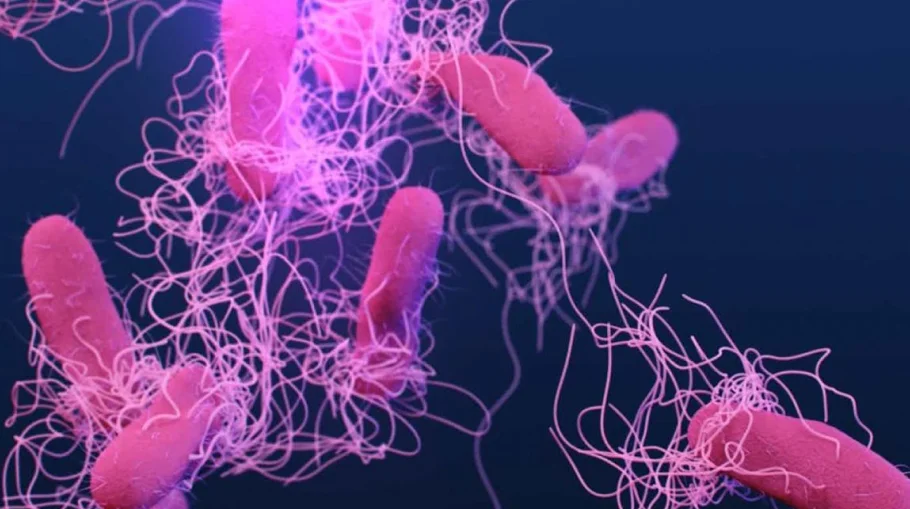 Обычная оральная бактерия способствует активности, связанной с поджелудочной железой